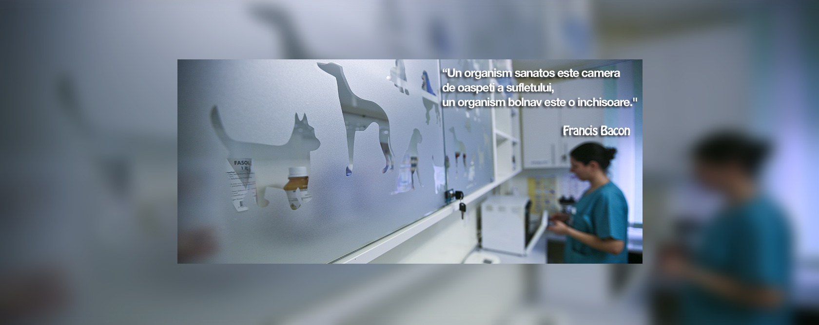 BernieVet banner image